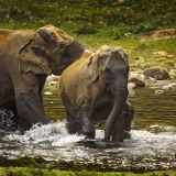 Anakulam Elephant Viewpoint Idukki 